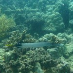 Flute-like trumpetfish