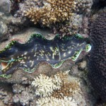 Greetings from a giant clam