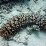 Sea cucumber