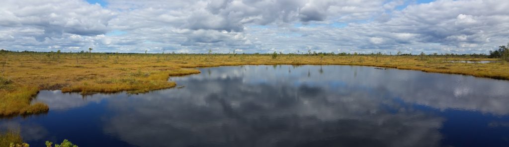 Panorama at the bog pools, Soomaa