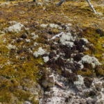 Moss and lichen atop Vecekrugas dune