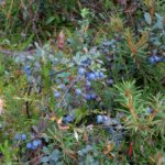 Sweet bilberries on the bog/forest border