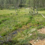 Trails through the bogs, Saariselka