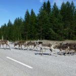 Reindeer owning the road